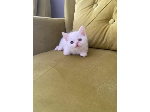 British shorthair kedimiz