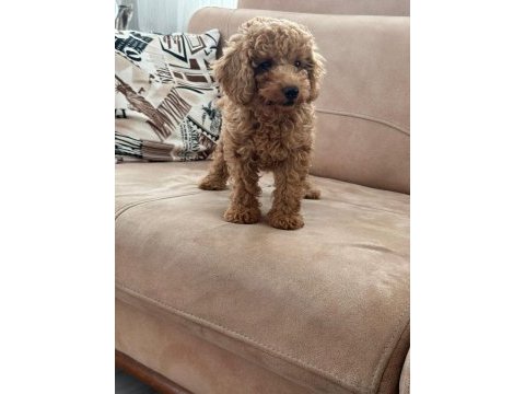 Kucuk yakisiklı poodle