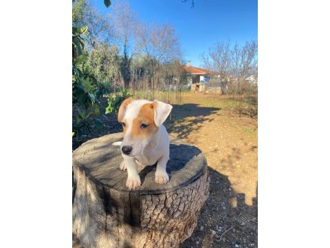 Irk ve sağlık garanti orjinal jack russell