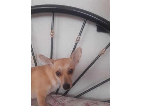 Chihuahua oğluma yuva