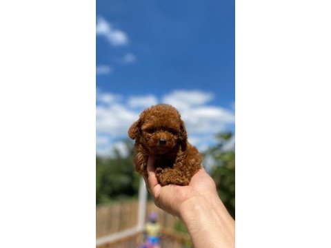 Teacup poodle yavrumuz
