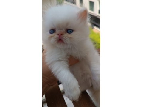 Show kalite ırk garantili bebeklerimiz