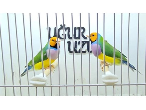 Gökkuşağı ispinozu (gouldian finch) mevcuttur