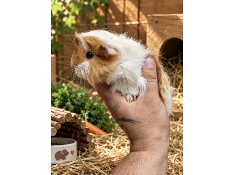 Safkan ticolor peruvian bebek ginepig