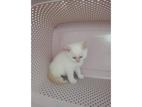 British shorthair yavrularımıza güzel bir yuva arıyoruz