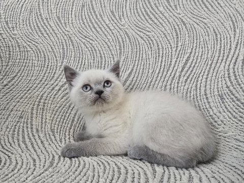 Blue point british shorthair erkek yavru