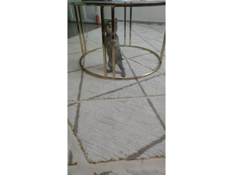 2 aylık dişi british shorthair