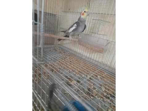 İkinci kuluçka hazırlığında kusursuz grey takım sultan
