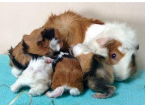 Guineapig yavrular aynı gün set halinde teslim edilir