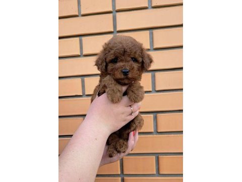 Safkan toy poodle kilo garantili yavrular