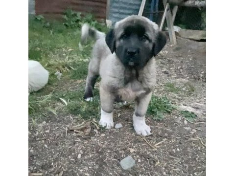 Sivas kangal yavrumuz