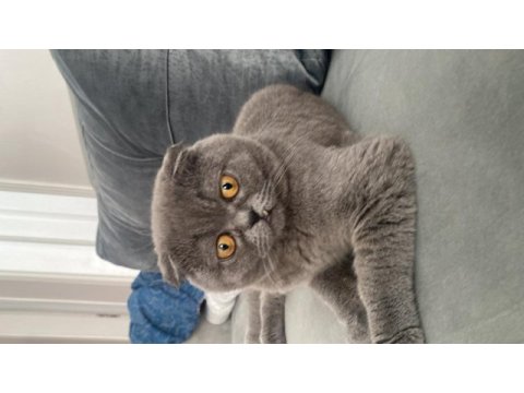 Scottish fold kedimize ücretsiz acil yuva aranıyor