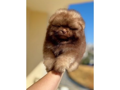 Çikolata tam ayıcık pomeranian boo