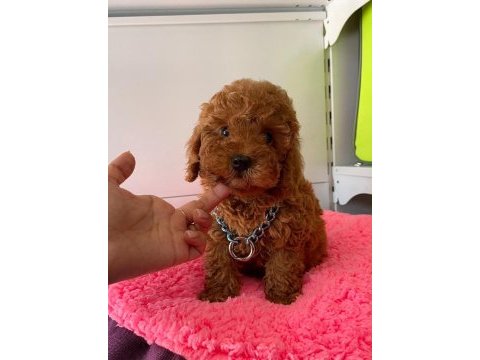 Her bütçeye uygun her renk poodle burada