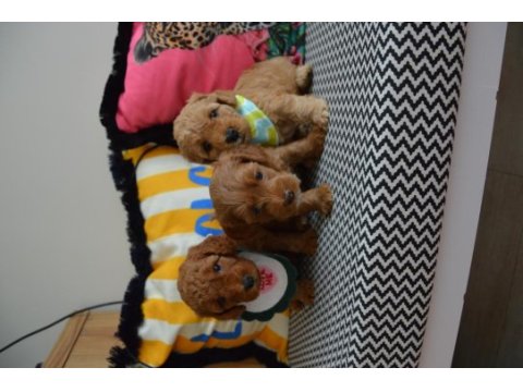 Ev doğumu maltipoo bebi̇şleri̇m yeni yuvasını arıyor