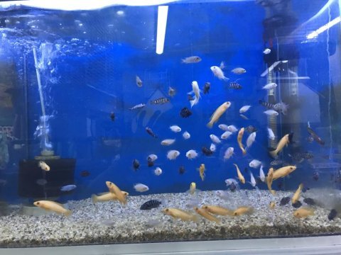 5-15 cm arası ciklet balıklarımız