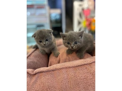 British shorthair longhair yavrularımız