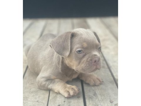 New shade isabella tan maybe fluffy carrier french bulldog