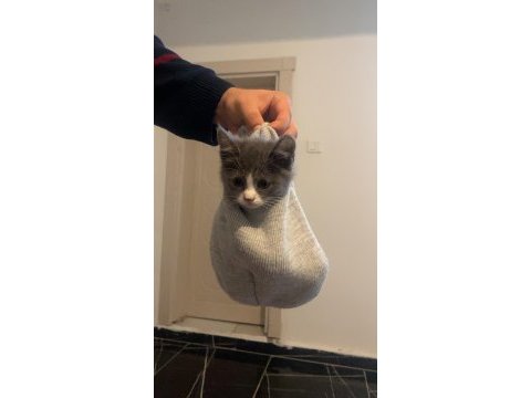Tatlış bir prenses kedimiz