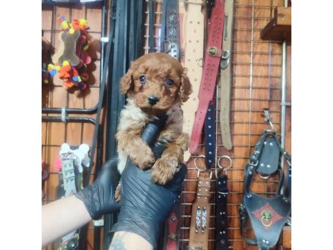 Burkem den poodle