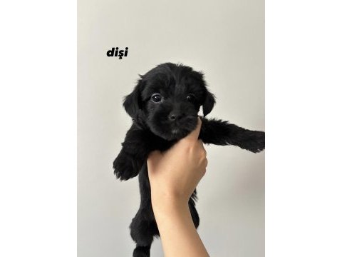 45 günlük morkie yavrular - evden sağlıklı bebekler