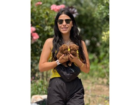 Aşılı çiş eğitimli toy poodle bebekler 