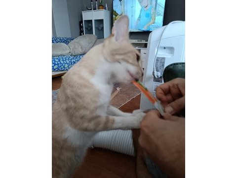 Evcil tekir 1 yaşında