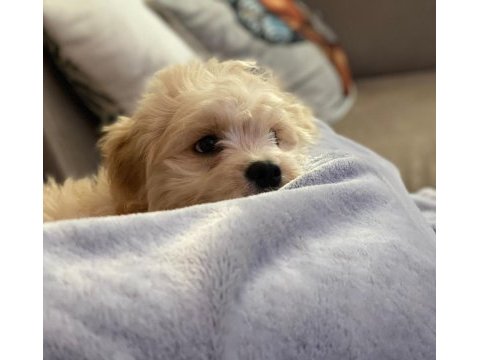 Kendi köpeğimi sahiplendiriyorum maltipoo