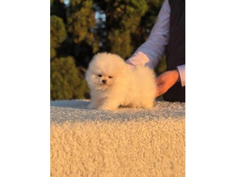 Pomeranian boo yavrusu