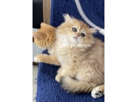 British golden ny 12 ve black golden