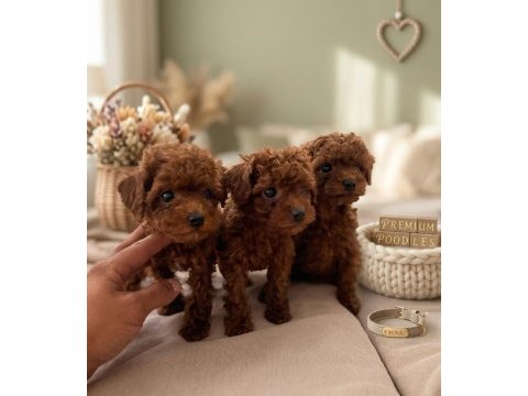 Mikro boy bebekler ve 4 aylık dişi darkred toy poodle