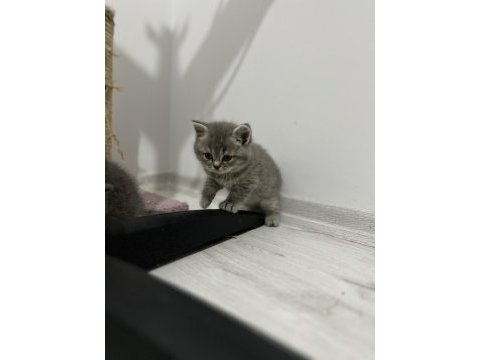 Scottish fold ve scottish straight 4 adet yavrularımız var