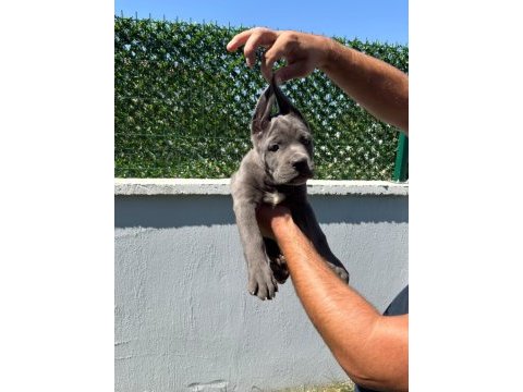 Cane corso bebeklerimiz üst kalite
