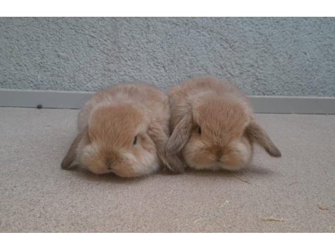 Safkan mini lop tavşanı bebeklerimiz