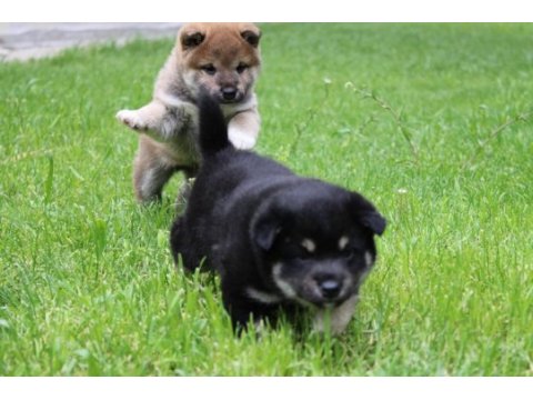 Shiba inu ırk