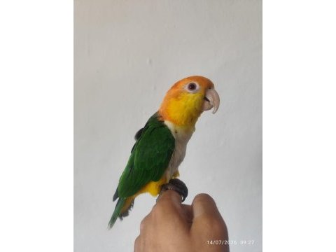 Full evcil konuşan caique