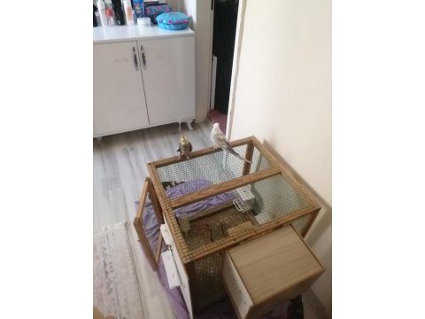 Kuşlar full evcil konuşuyor erkek olan isteyene vidyo atarım