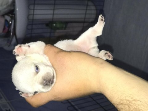 Krem platinyum french bulldog yavrular