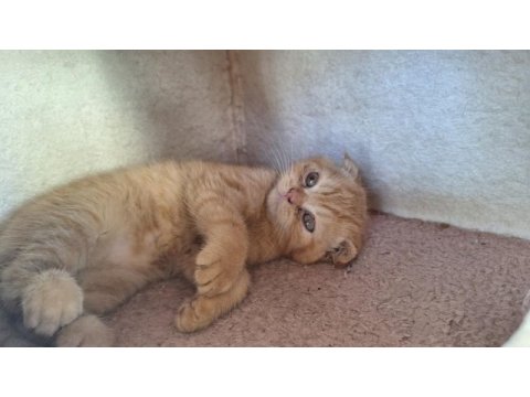2 bucuk aylık scottish fold