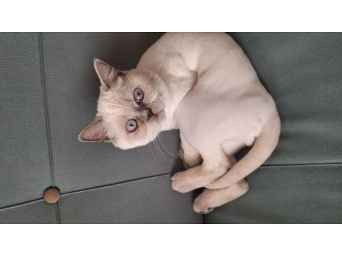 8 aylık kısırlaştırılmış safkan british shorthair