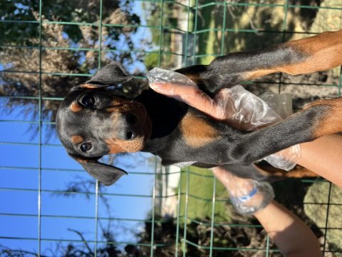 A kalite doberman yavrular