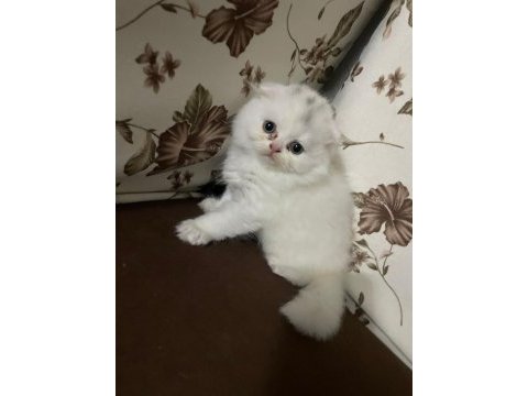 Scottish fold yavruları