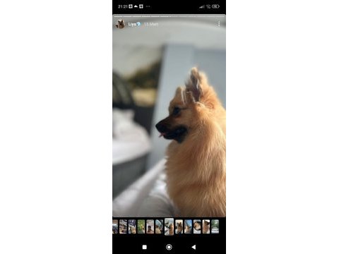 Adana içi pomeranian