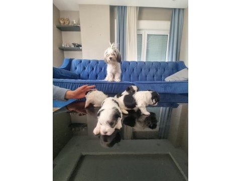 Veteriner kontrolünde teslim edilecek morkie yavruları