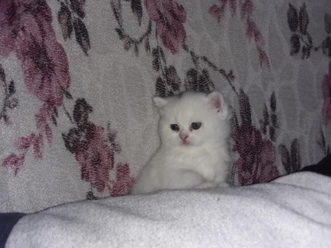 50 günlük scottish fold