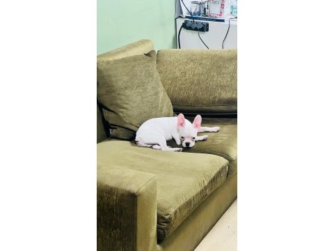 Kar beyaz french bulldog