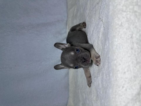 Mavi göz a kalite french bulldog yavrular