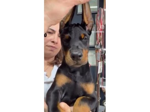 Türkiyeden çıkan dünya standardı doberman yavrular