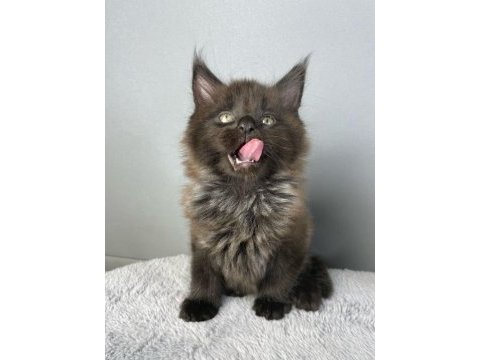 Safkan maine coon 03.03.2025