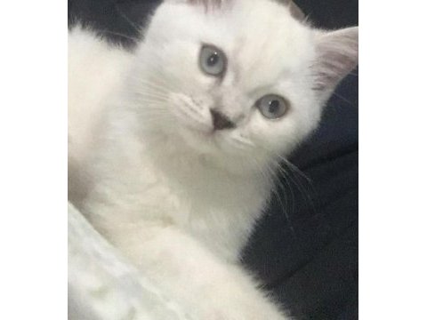 Dünya tatlısı british shorthair